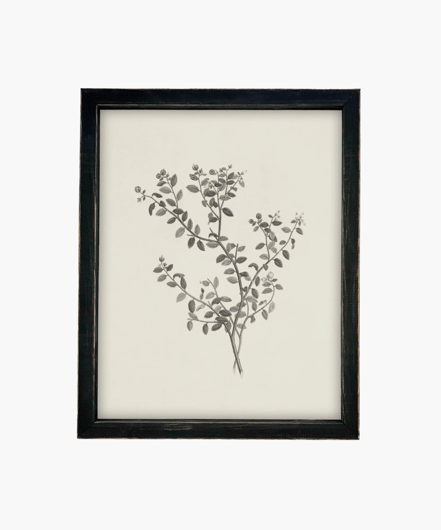 Framed botanical illustration of a plant with intricate black leaves and buds on a cream background. The vintage black frame adds a classic touch.